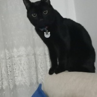 Bombay, Kedi  Nino fotoğrafı