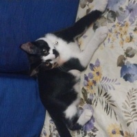 Tuxedo (Smokin) Kedi, Kedi  Loki fotoğrafı