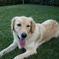 Golden Retriever, Köpek  Lusi fotoğrafı