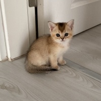 Scottish Fold, Kedi  Zuzu fotoğrafı