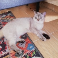 British Shorthair, Kedi  LOKUM (BluePoint) fotoğrafı