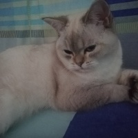 British Shorthair, Kedi  LOKUM (BluePoint) fotoğrafı