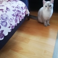 British Shorthair, Kedi  LOKUM (BluePoint) fotoğrafı