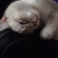 British Shorthair, Kedi  LOKUM (BluePoint) fotoğrafı