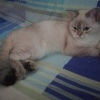 British Shorthair, Kedi  LOKUM (BluePoint) fotoğrafı