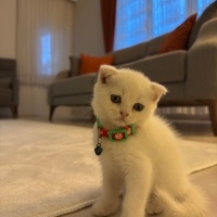 Scottish Fold, Kedi  VENÜS fotoğrafı