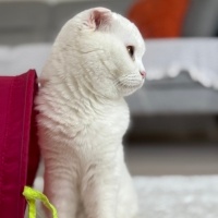 Scottish Fold, Kedi  VENÜS fotoğrafı
