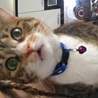 Tekir Kedi, Kedi  Zilli fotoğrafı