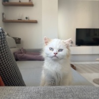 British Shorthair, Kedi  MARS fotoğrafı