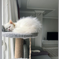 British Shorthair, Kedi  MARS fotoğrafı