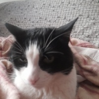Tuxedo (Smokin) Kedi, Kedi  Smokin fotoğrafı