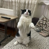 Tuxedo (Smokin) Kedi, Kedi  Smokin fotoğrafı