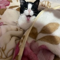 Tuxedo (Smokin) Kedi, Kedi  Smokin fotoğrafı