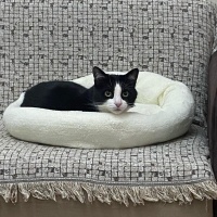 Tuxedo (Smokin) Kedi, Kedi  Smokin fotoğrafı