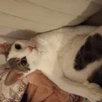 Tekir Kedi, Kedi  PAŞA fotoğrafı