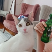 Tekir Kedi, Kedi  PAŞA fotoğrafı