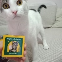 Tekir Kedi, Kedi  PAŞA fotoğrafı