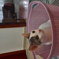 Tekir Kedi, Kedi  PAŞA fotoğrafı