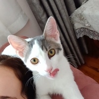 Tekir Kedi, Kedi  PAŞA fotoğrafı