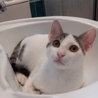 Tekir Kedi, Kedi  PAŞA fotoğrafı