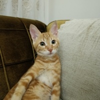 Sarman, Kedi  Balım fotoğrafı