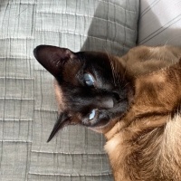 Siyam Kedisi, Kedi  Zeus fotoğrafı
