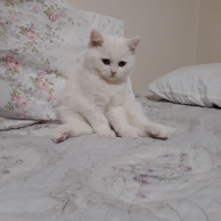 Scottish Fold, Kedi  Bulut fotoğrafı