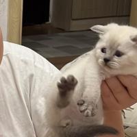 Scottish Fold, Kedi  Bubble-simba fotoğrafı