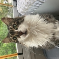 Norwegian Forest, Kedi  Leyla fotoğrafı
