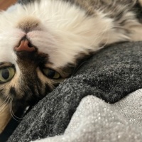 Norwegian Forest, Kedi  Leyla fotoğrafı