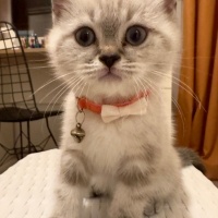 British Shorthair, Kedi  Mars fotoğrafı