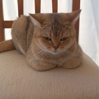 British Shorthair, Kedi  Nurçin fotoğrafı