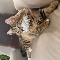 Norwegian Forest, Kedi  Leo fotoğrafı