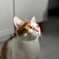Sarman, Kedi  Ares fotoğrafı