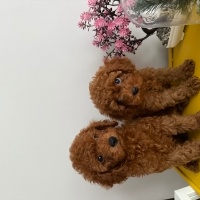 Poodle (Minyatür Kaniş), Köpek  Milka fotoğrafı