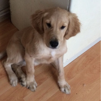 Golden Retriever, Köpek  harley fotoğrafı