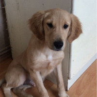 Golden Retriever, Köpek  harley fotoğrafı