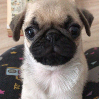 Pug, Köpek  Rıfkı  fotoğrafı