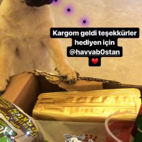 Pug, Köpek  Rıfkı  fotoğrafı