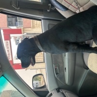 Presa Canario, Köpek  Pars fotoğrafı