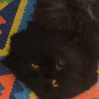 Scottish Fold, Kedi  kendisine ücretsiz yuva arıyoruz fotoğrafı