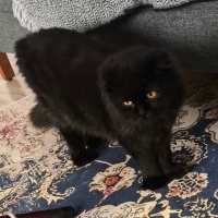 Scottish Fold, Kedi  kendisine ücretsiz yuva arıyoruz fotoğrafı