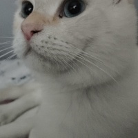 Ankara Kedisi, Kedi  kücük oğlumuza sıcak bi yuva arıyoruz fotoğrafı