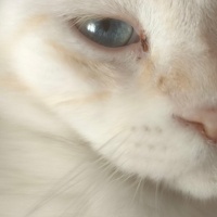 Ankara Kedisi, Kedi  kücük oğlumuza sıcak bi yuva arıyoruz fotoğrafı