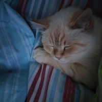 Ankara Kedisi, Kedi  kücük oğlumuza sıcak bi yuva arıyoruz fotoğrafı