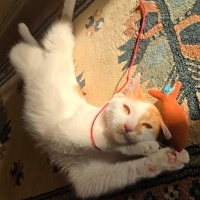 Tekir Kedi, Kedi  Nemo fotoğrafı