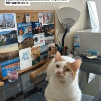 Tekir Kedi, Kedi  Nemo fotoğrafı