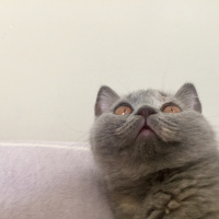 British Shorthair, Kedi  İrmik fotoğrafı