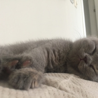 British Shorthair, Kedi  İrmik fotoğrafı