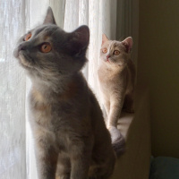 British Shorthair, Kedi  İrmik fotoğrafı
